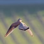 Aufmerksamer Falke im Flug