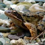 Aufmerksamer Frosch in meinem Garten