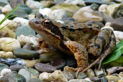 Aufmerksamer Frosch in meinem Garten