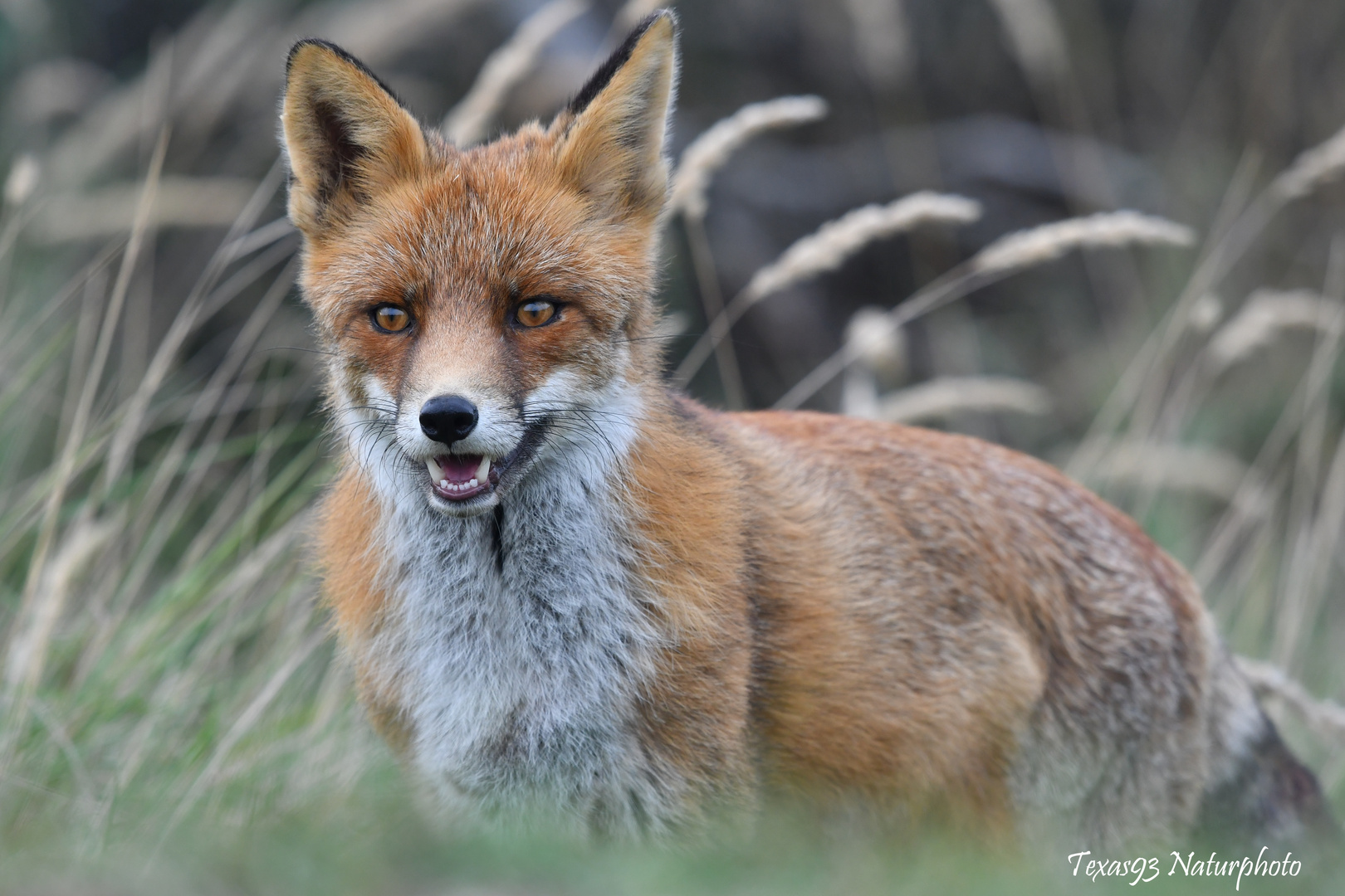 Aufmerksamer Fuchs