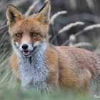 Aufmerksamer Fuchs
