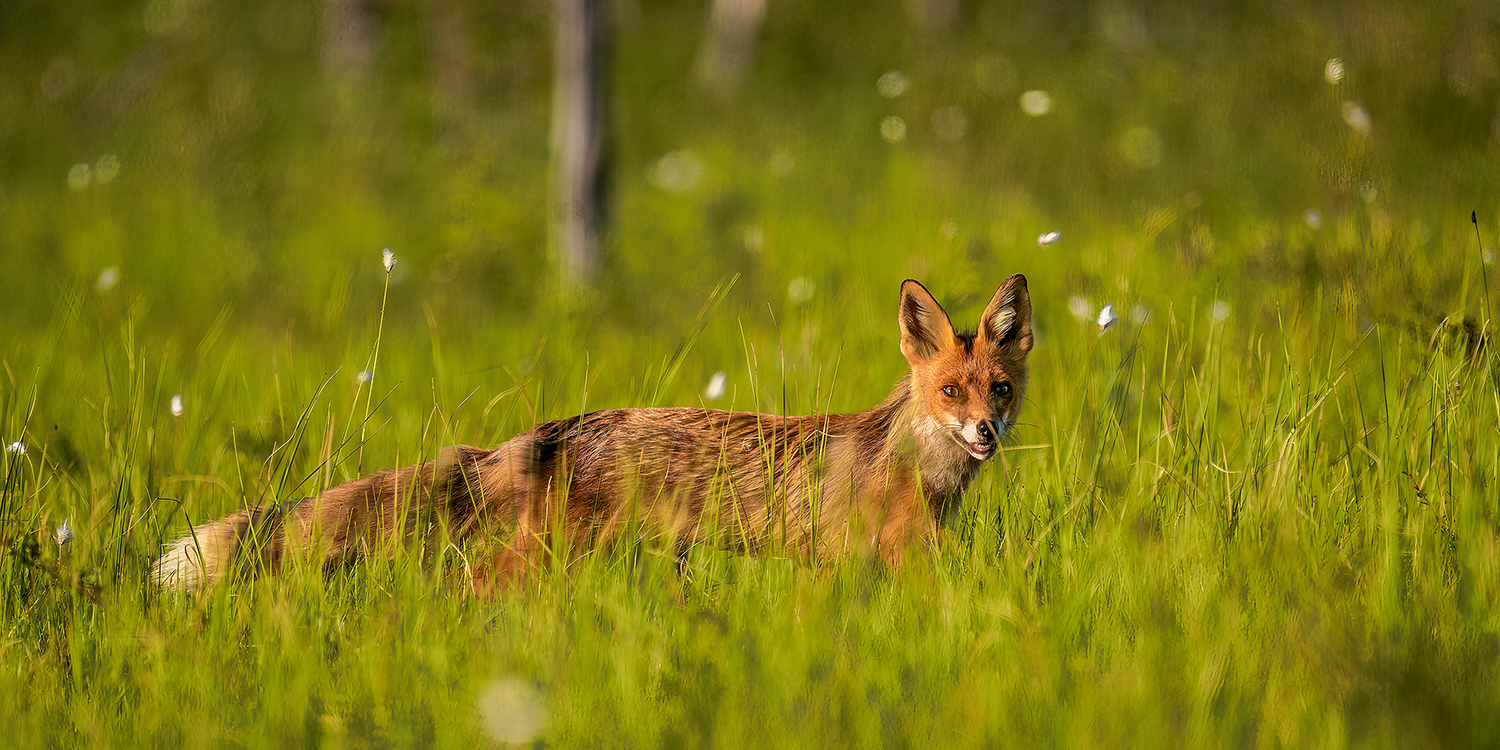 Aufmerksamer Fuchs