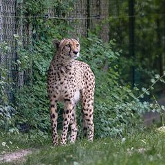 aufmerksamer Gepard (Begegnungen im Zoo, 14)