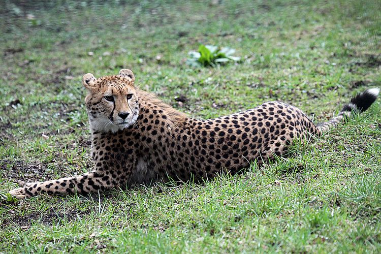 Aufmerksamer Gepard