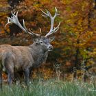 Aufmerksamer Hirsch