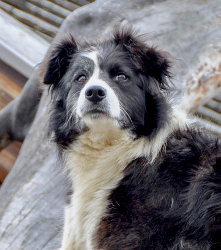 Aufmerksamer Hüttenhund