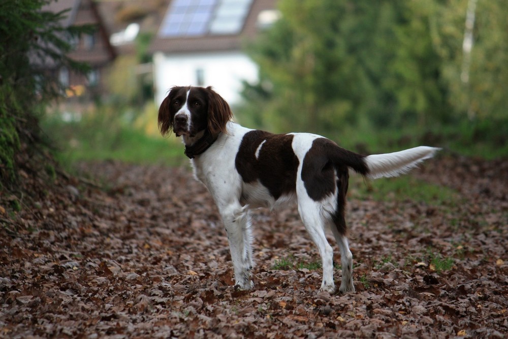 aufmerksamer kleiner Münsterländer