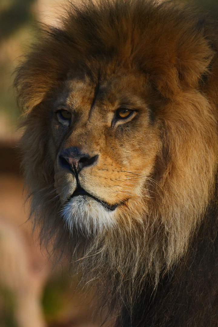 Aufmerksamer König