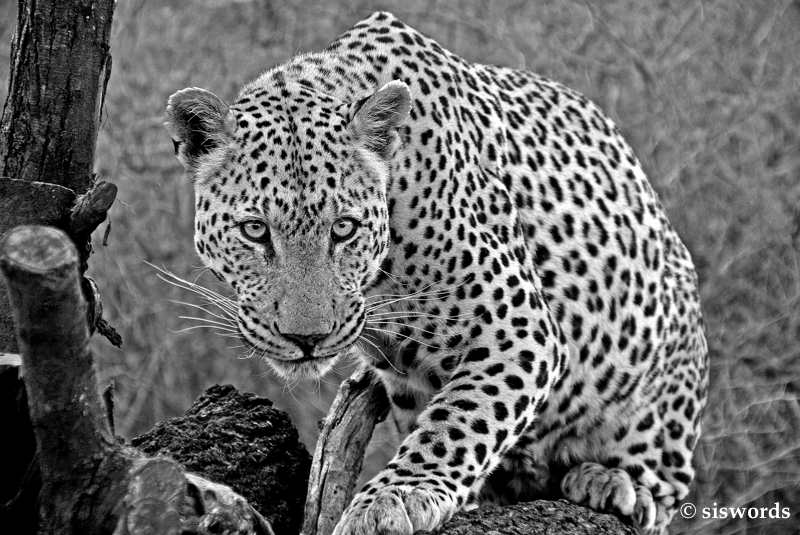 Aufmerksamer Leopard