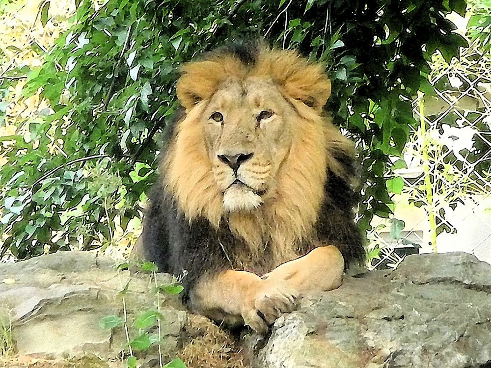 Aufmerksamer Löwe im Zoo