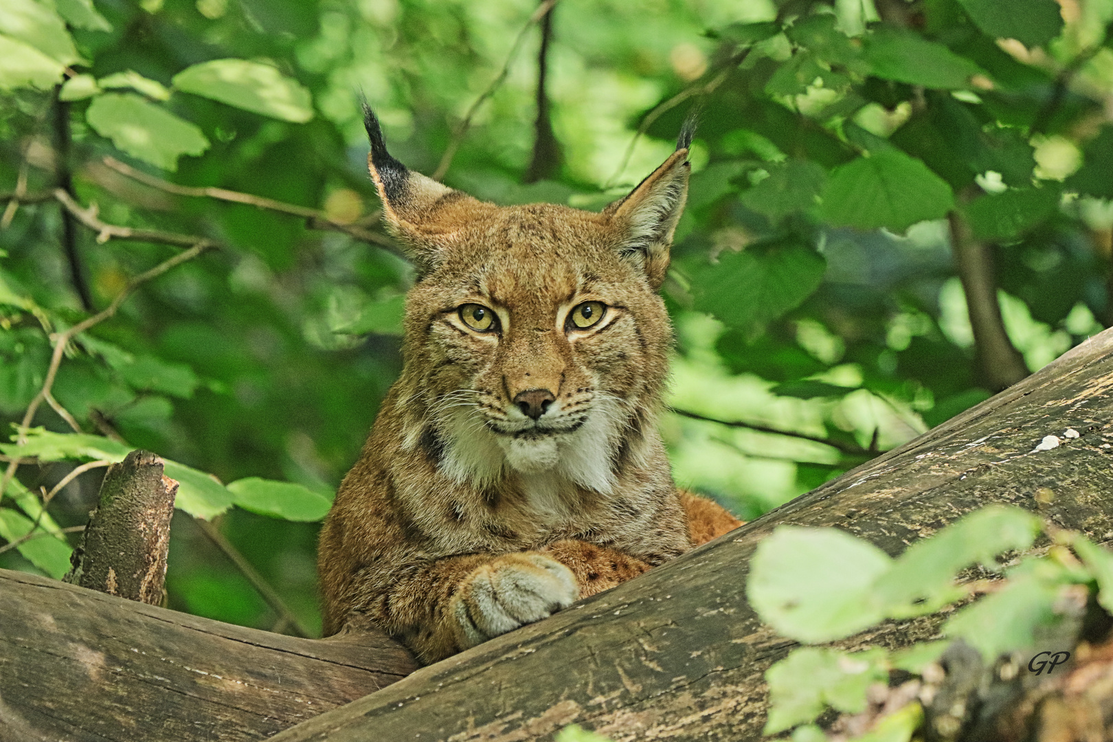 aufmerksamer Luchs