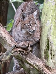 Aufmerksamer Luchs