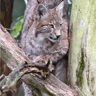 Aufmerksamer Luchs