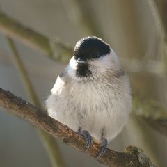 aufmerksamer Schneeball