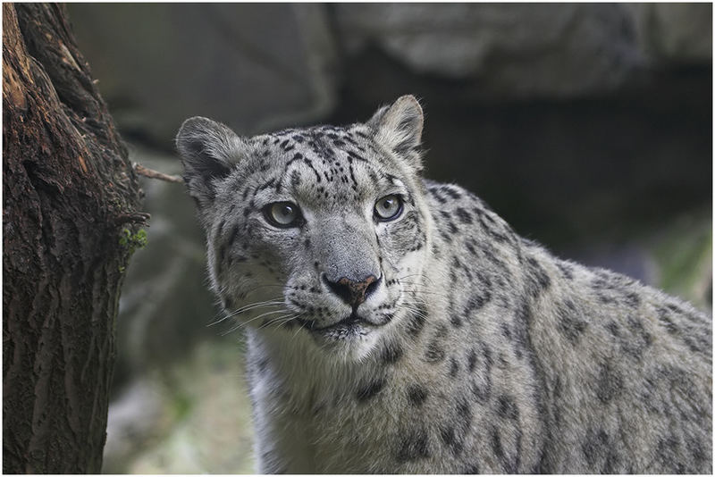 aufmerksamer Schneeleopard