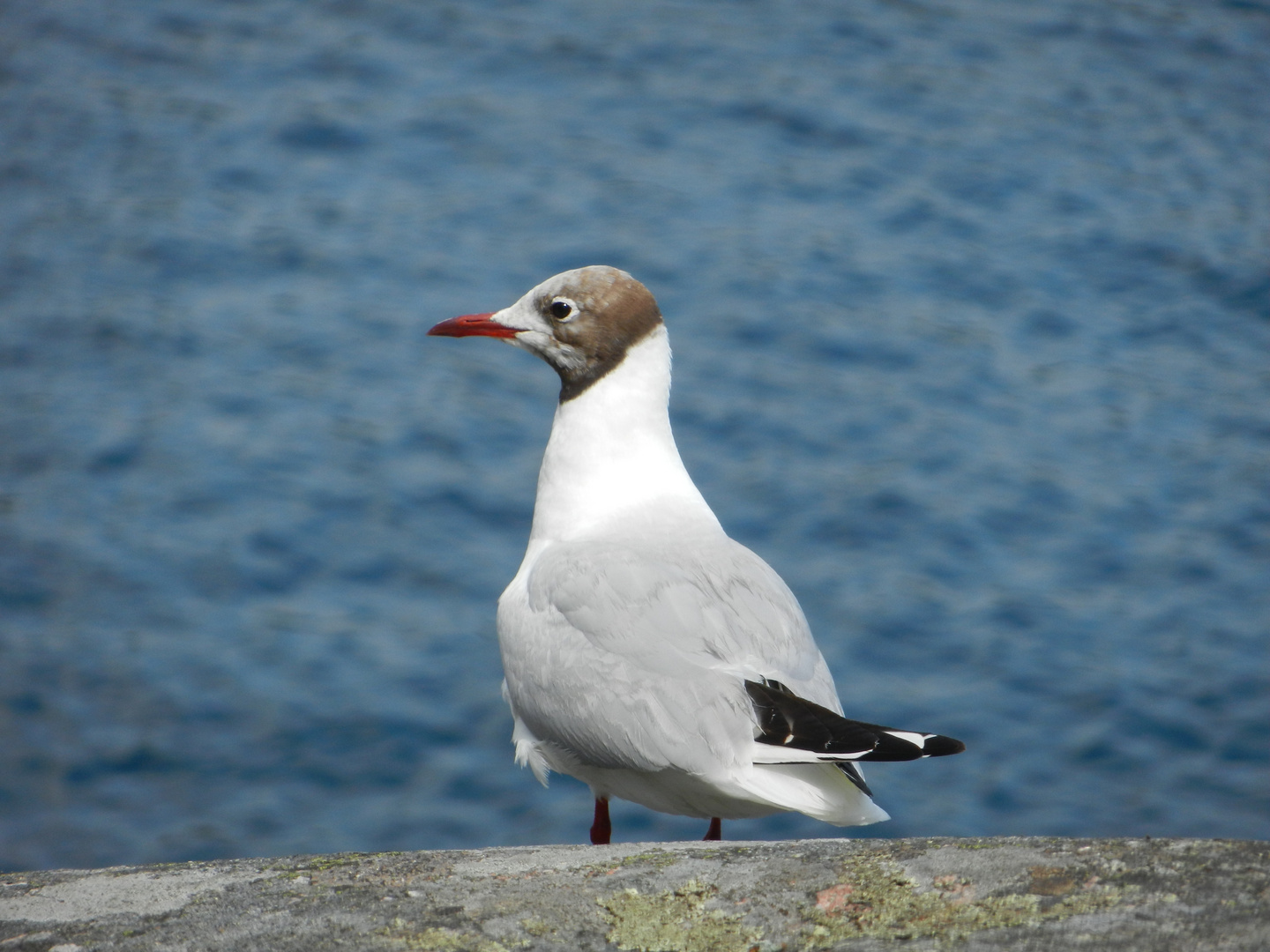 Aufmerksamer Seevogel