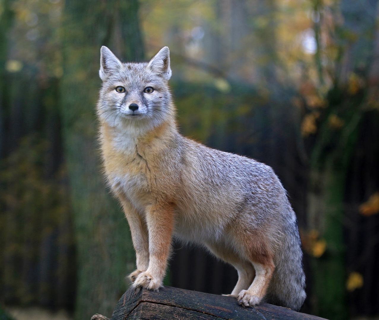 Aufmerksamer Steppenfuchs