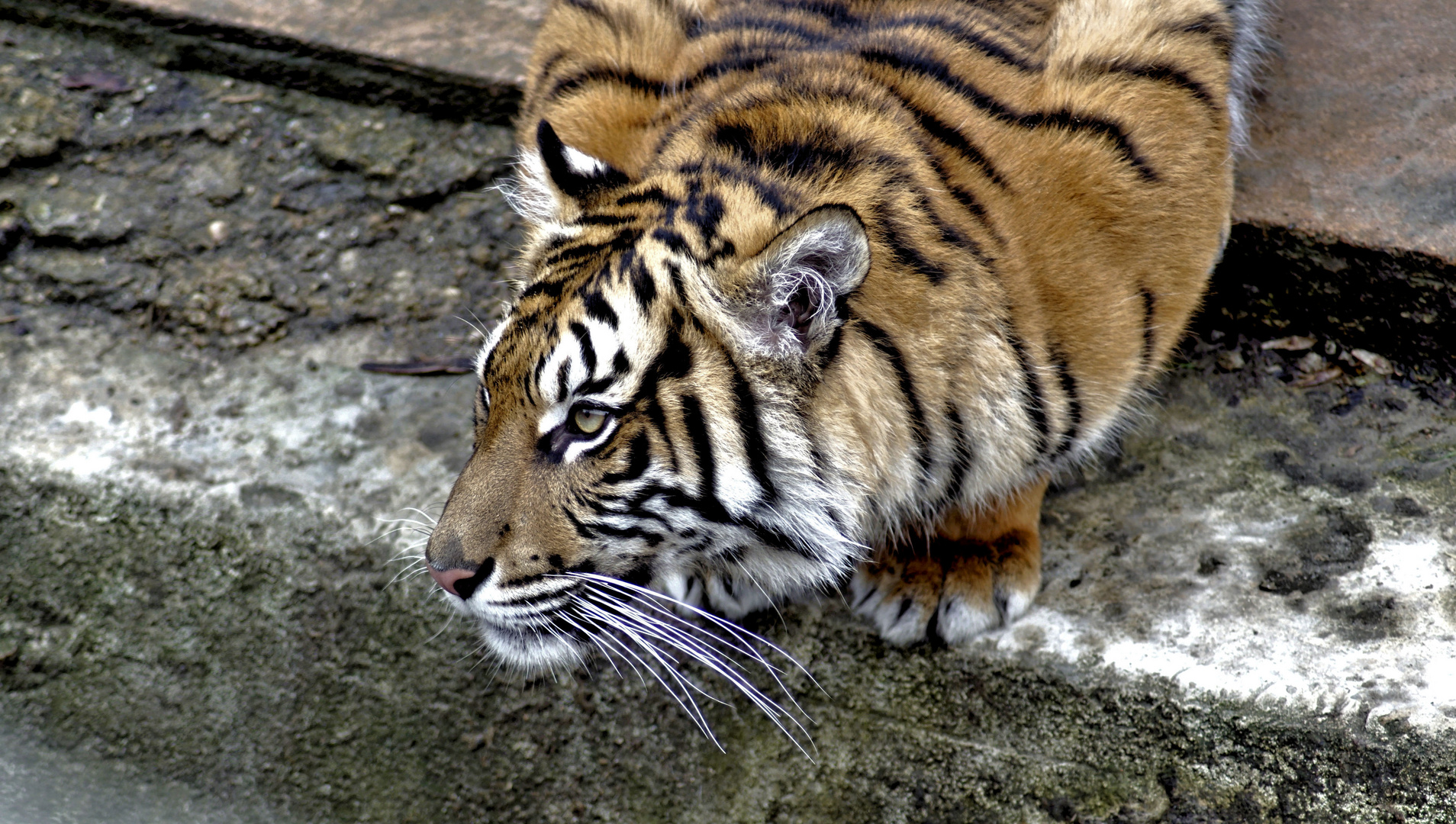 Aufmerksamer Tiger