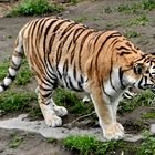 Aufmerksamer Tiger