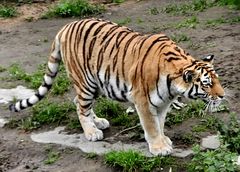 Aufmerksamer Tiger
