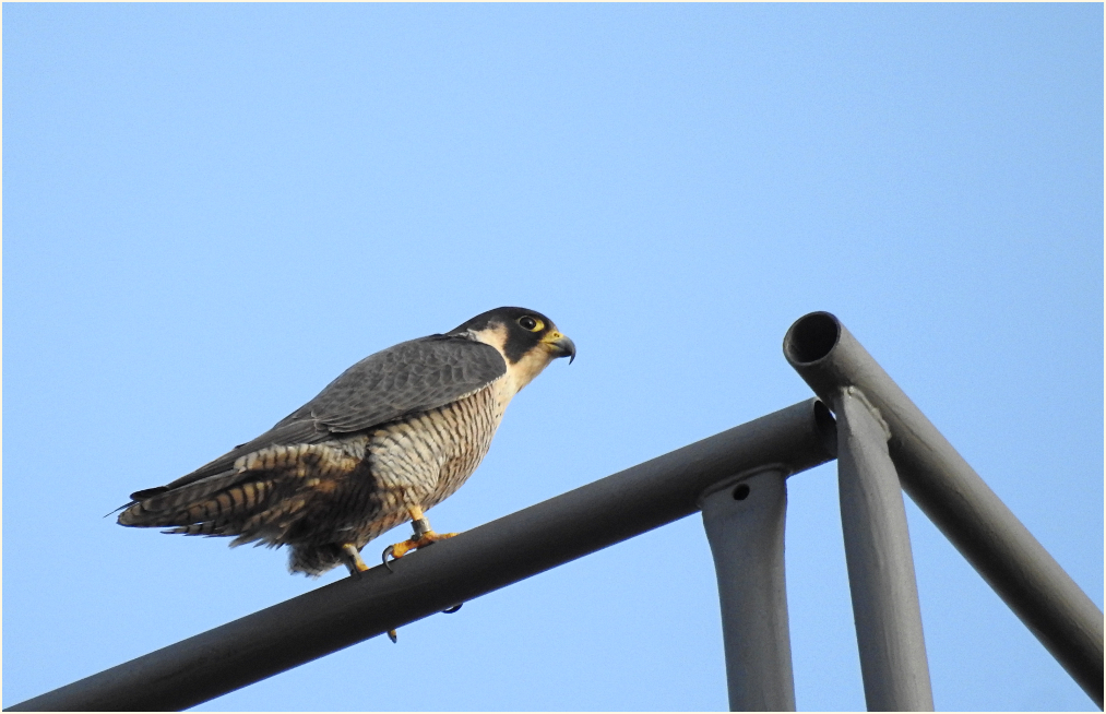 Aufmerksamer Wanderfalke