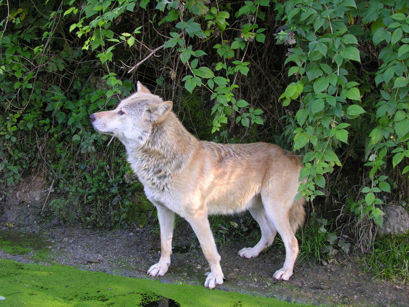 aufmerksamer Wolf