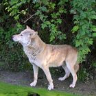 aufmerksamer Wolf