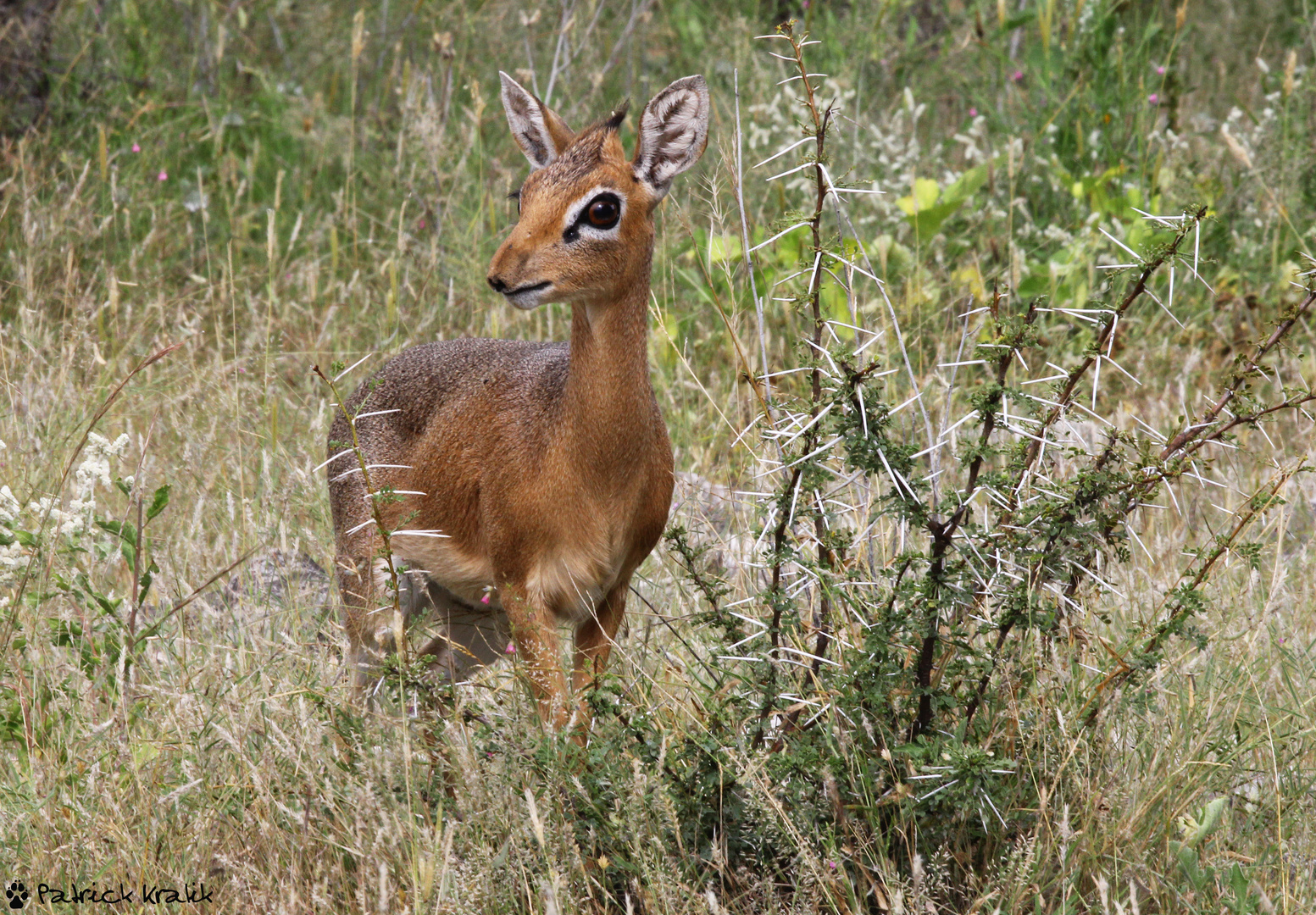 Aufmerksames Damara Dikdik.....