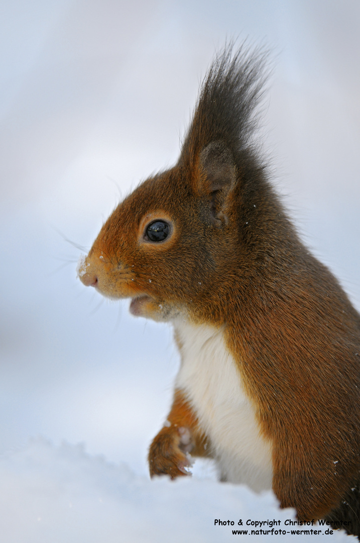 Aufmerksames Eichhörnchen (D)