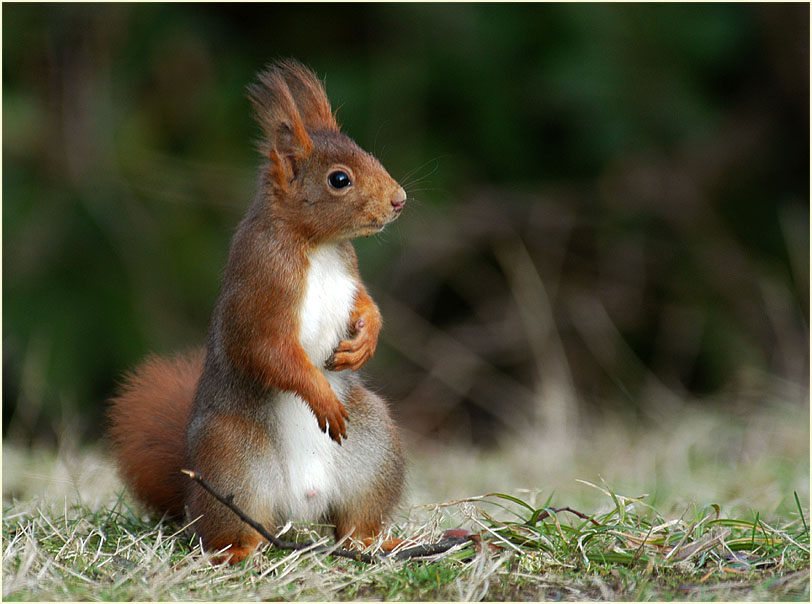 Aufmerksames Eichhörnchen