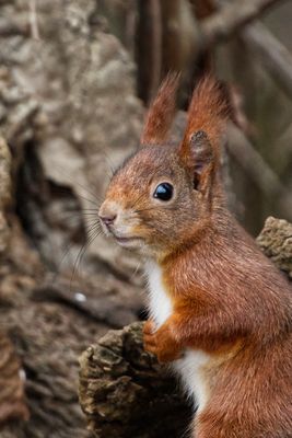 Aufmerksames Eichhörnchen
