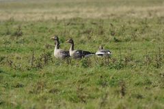 Aufmerksames Grauganspaar auf den Nessmersieler Vorlandwiesen