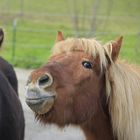 Aufmerksames Island Pferd