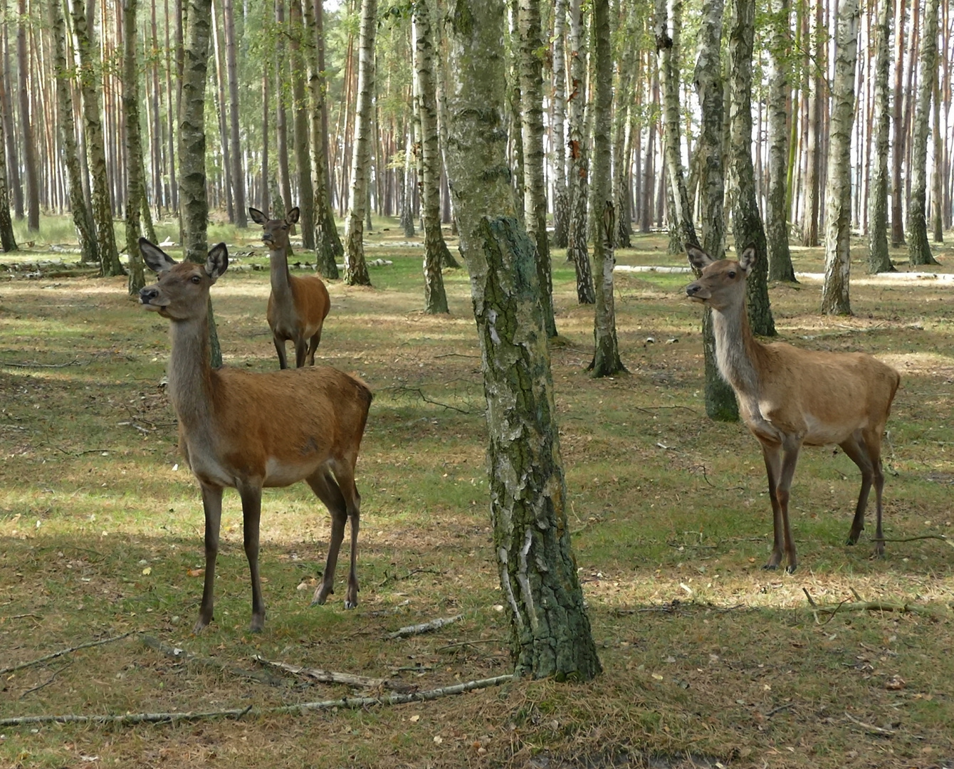 Aufmerksames Kahlwild...