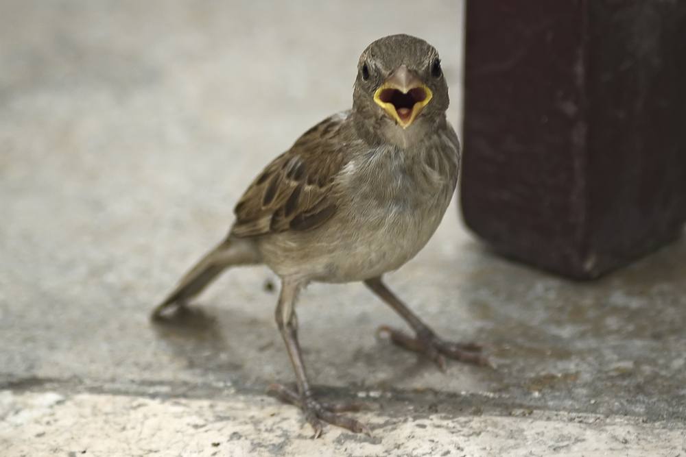 aufmüpfiger Spatz