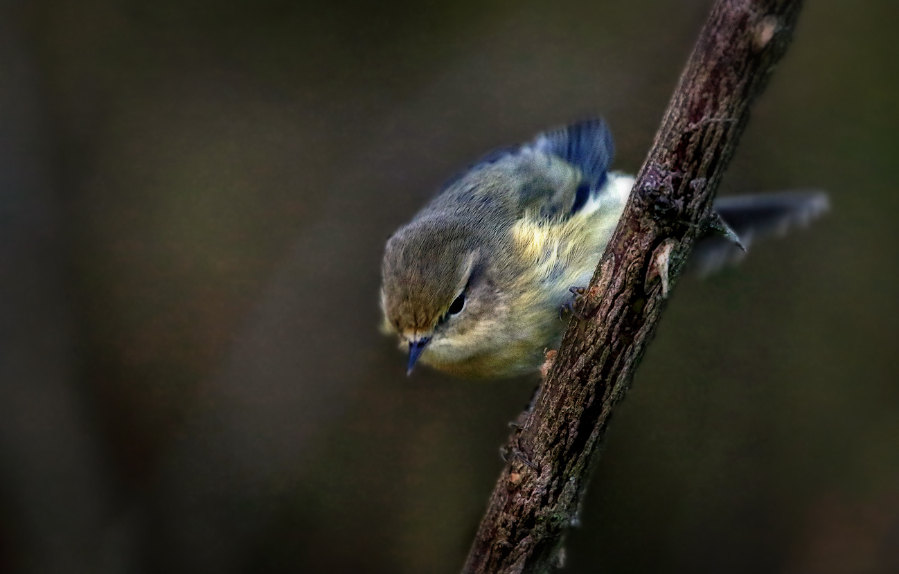 "Auf'n Ast gekommen ....." (ISO 3200)