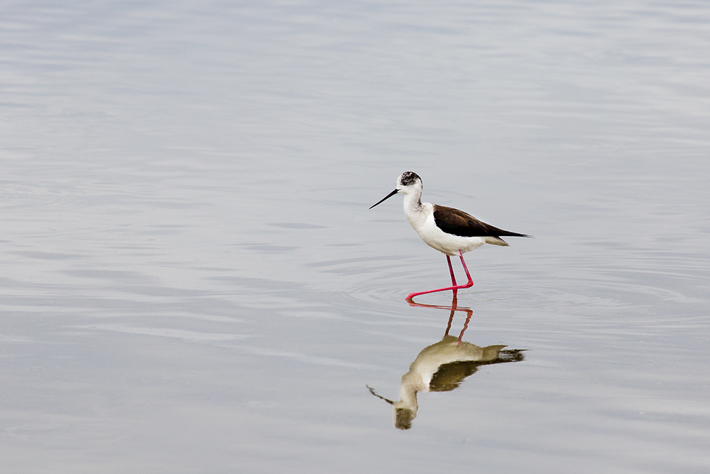 Aufnahme am Neusiedlersee