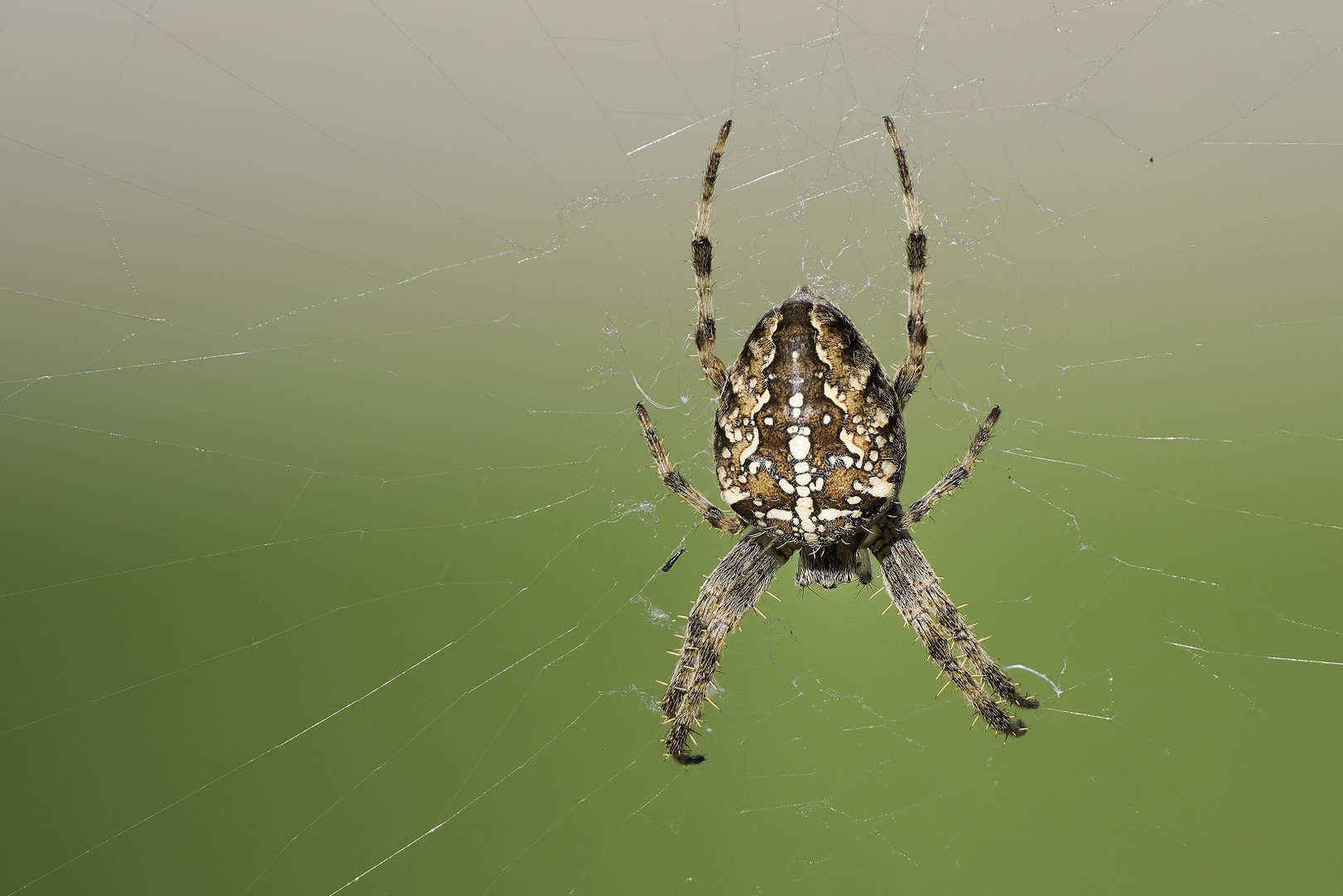 Aufnahme aus 10 Bildern einer Kreuzspinne