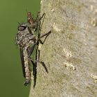 Aufnahme aus 10 Bildern einer Raubfliege mit Beute