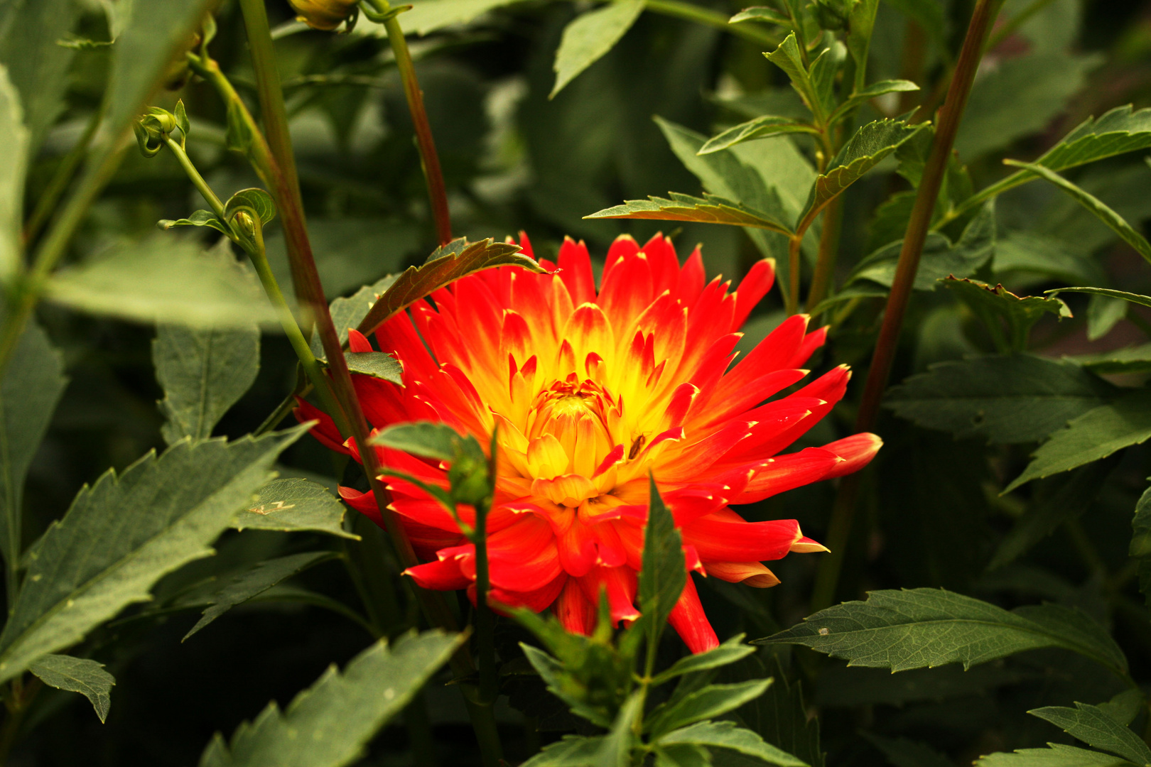 Aufnahme aus unseren Blumen Garten Bild 1