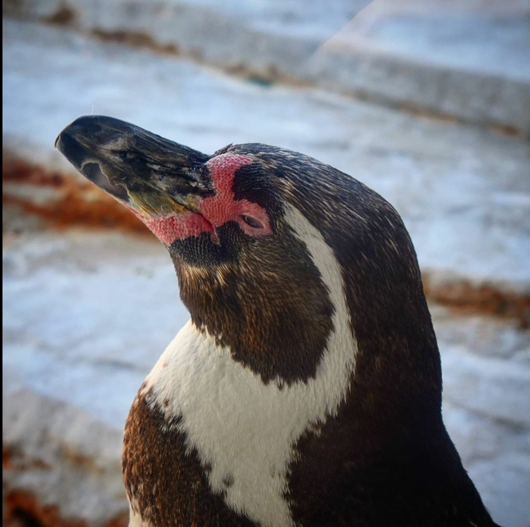 Aufnahme eines Pinguins