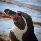 Aufnahme eines Pinguins