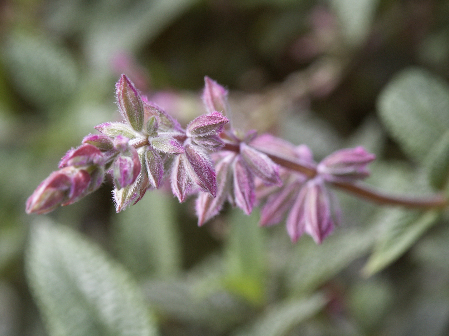 aufnahme im botanischen garten von sydney