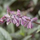 aufnahme im botanischen garten von sydney