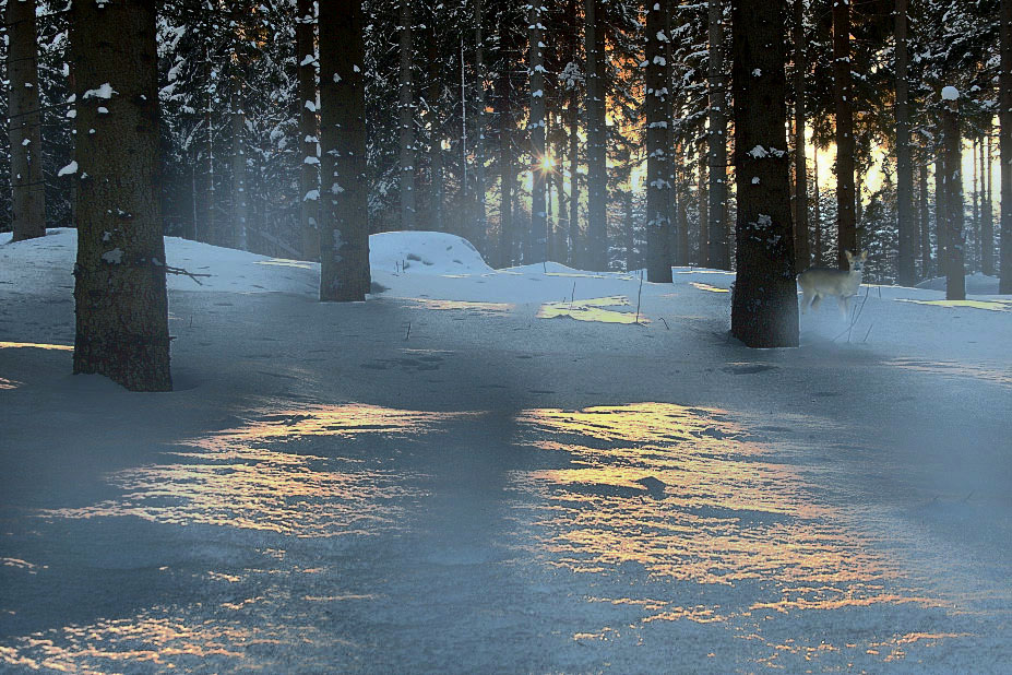 Aufnahme im Schwetzinger Wald