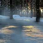 Aufnahme im Schwetzinger Wald