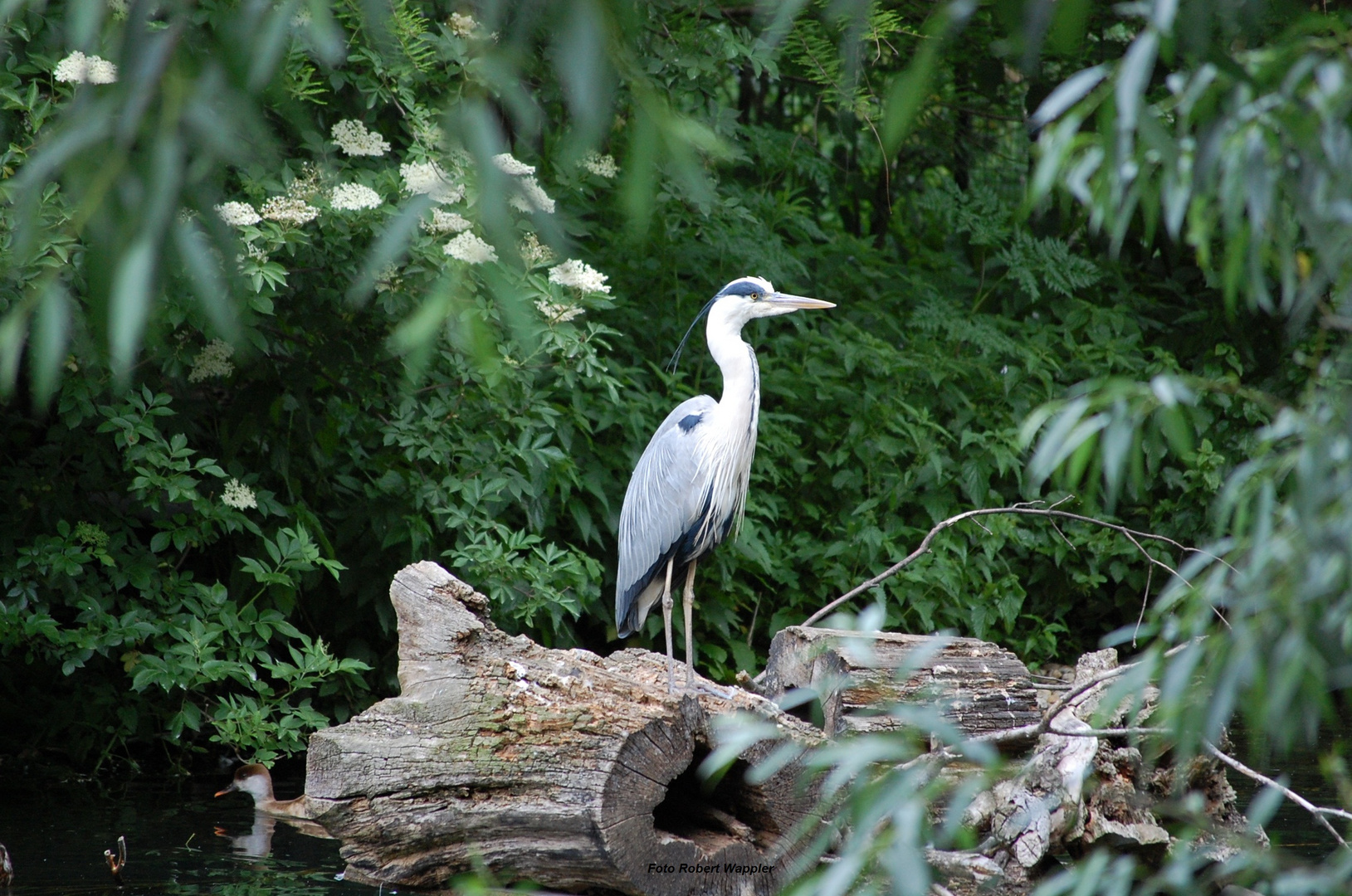 Aufnahme im Zoo