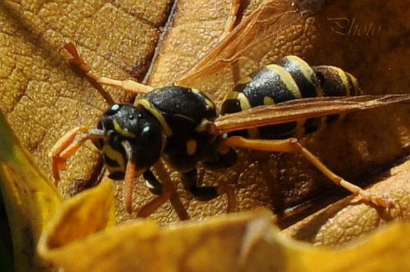 Aufnahme kurz vor Weihnachten - sie krappelte im letzdem Herbstlaub herum