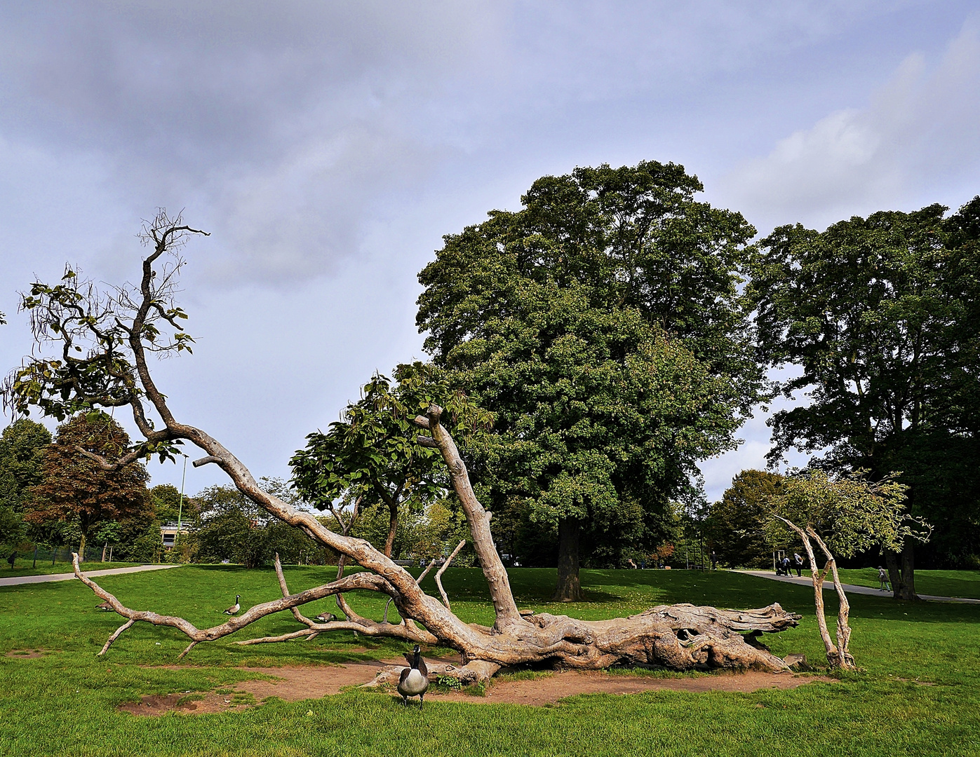 Aufnahme mit dem Baum in voller Größe