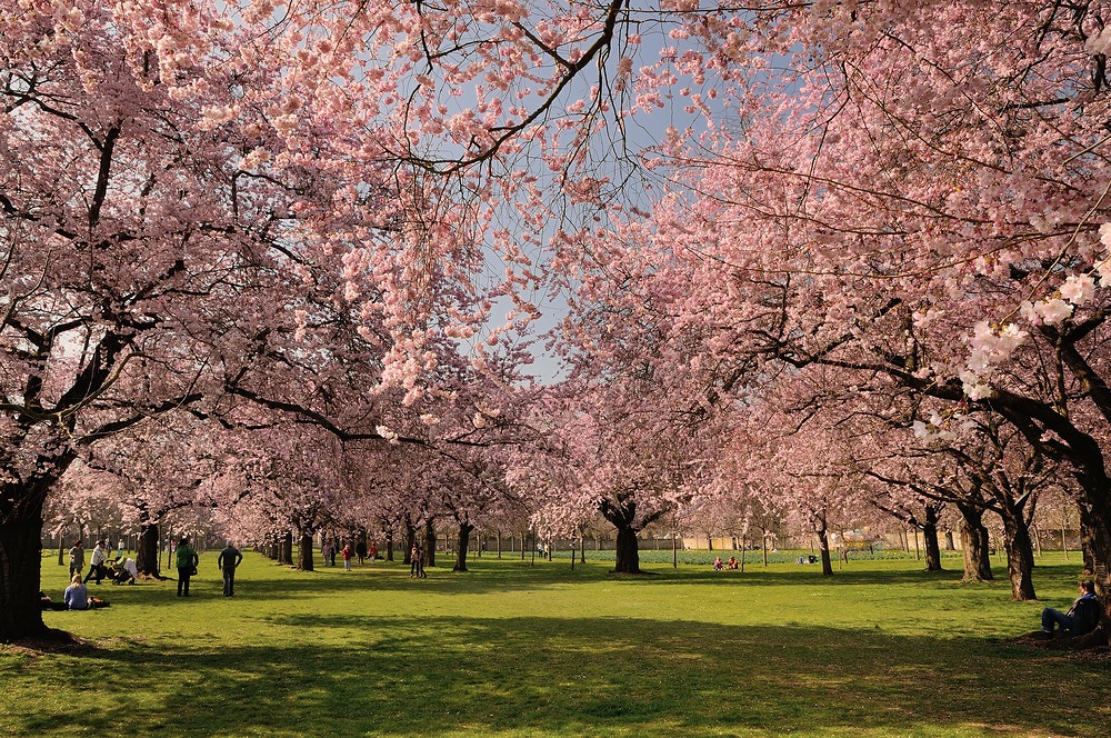 Aufnahme vom 14.03.2014, Blütenrausch im Schwetzinger Schlossgarten (Mannheim). Jedes Jahr...